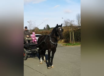 Moritzburger, Ruin, 4 Jaar