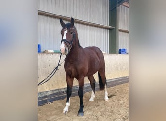 Moritzburger, Stallion, 2 years, 16 hh, Brown