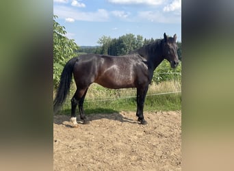 Moritzburger, Sto, 17 år, 172 cm, Rökfärgad svart