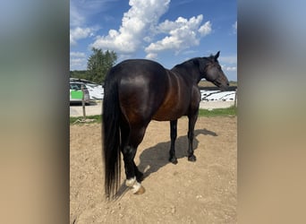 Moritzburger, Sto, 17 år, 172 cm, Rökfärgad svart