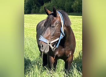 Moritzburger, Sto, 17 år, 172 cm, Rökfärgad svart