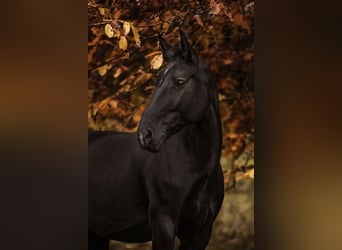 Moritzburger, Stute, 11 Jahre, 165 cm, Rappe