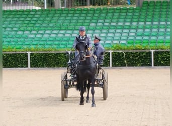 Moritzburger, Stute, 4 Jahre, 160 cm, Rappe