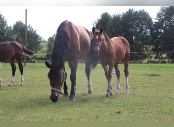Moritzburger, Stute, 7 Jahre, 165 cm, Brauner