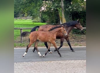 Moritzburger, Stute, Fohlen (05/2026), 170 cm, Brauner
