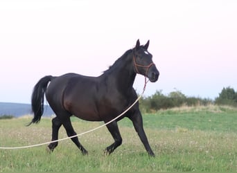Moritzburger, Wallach, 11 Jahre, 168 cm, Rappe