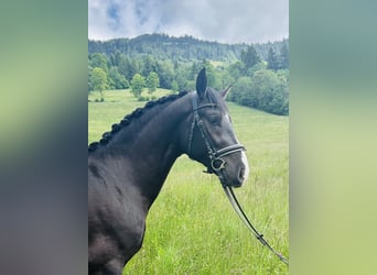 Moritzburger, Wallach, 4 Jahre, 166 cm, Rappe