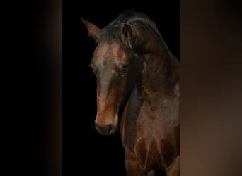 Moritzburger, Wallach, 4 Jahre