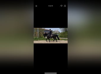 Moritzburger, Wallach, 5 Jahre, 167 cm, Rappe