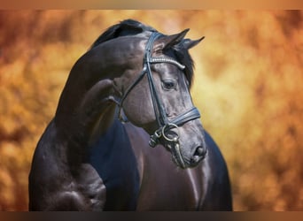 Oldenbourg, Étalon, 13 Ans, 170 cm, Noir