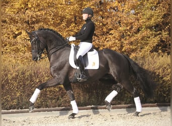 Oldenbourg, Étalon, 13 Ans, 170 cm, Noir