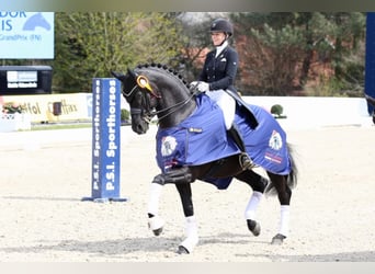 Oldenbourg, Étalon, 13 Ans, 170 cm, Noir