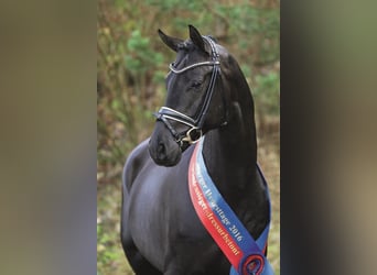 Oldenbourg, Étalon, 13 Ans, 170 cm, Noir