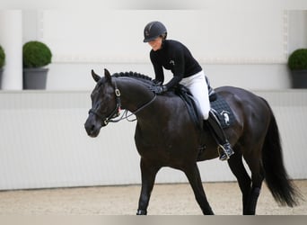Oldenbourg, Étalon, 13 Ans, 170 cm, Noir