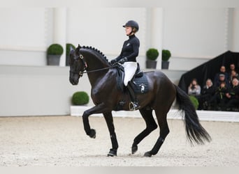 Oldenburg, Stallion, 12 years, 16.2 hh, Black