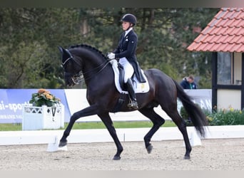 Oldenburg, Stallone, 14 Anni, 170 cm, Morello