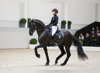 Oldenburg, Stallone, 14 Anni, 170 cm, Morello