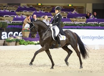 Oldenburger, Hengst, 13 Jaar, 170 cm, Zwart