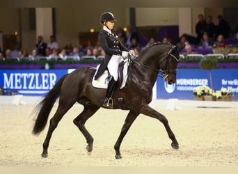 Oldenburgo, Semental, 13 años, 170 cm, Negro