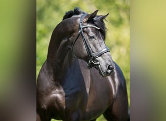 Oldenburgo, Semental, 13 años, 170 cm, Negro