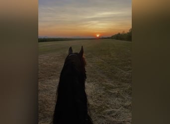 motivierte Reiterin sucht Reitbeteiligung