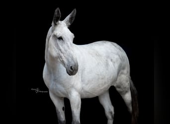 Muł Mix, Klacz, 10 lat, 168 cm, Siwa