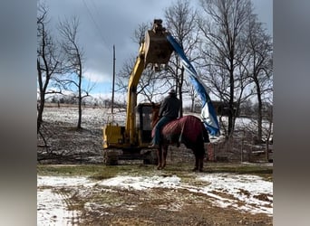 Muł, Klacz, 11 lat, 152 cm, Ciemnokasztanowata