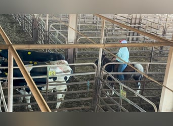 Muł, Klacz, 6 lat, 124 cm, Siwa