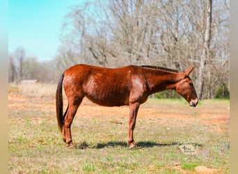 Muł, Klacz, 6 lat, 145 cm, Cisawa