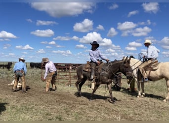 Muł, Klacz, 6 lat, 150 cm, Grullo