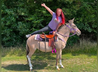Muł, Klacz, 7 lat, 140 cm, Bułana