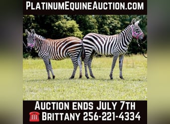 Muł, Ogier, 9 lat, 122 cm, Kara