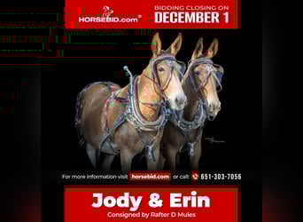 Muł, Wałach, 11 lat, 160 cm, Srokata