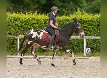 Muł, Wałach, 11 lat, 160 cm, Tarantowata