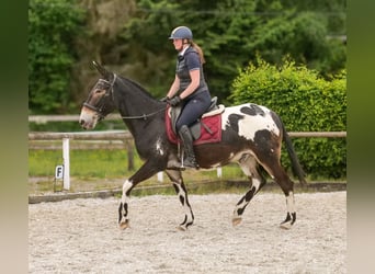 Muł, Wałach, 11 lat, 160 cm, Tarantowata
