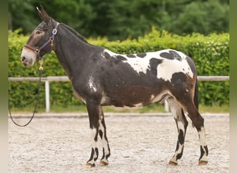 Muł, Wałach, 11 lat, 160 cm, Tarantowata
