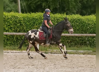 Muł, Wałach, 11 lat, 160 cm, Tarantowata
