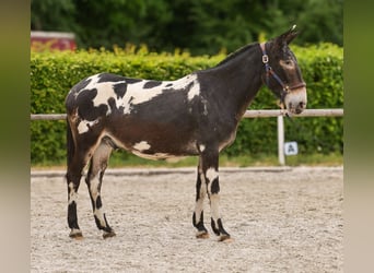 Muł, Wałach, 11 lat, 160 cm, Tarantowata