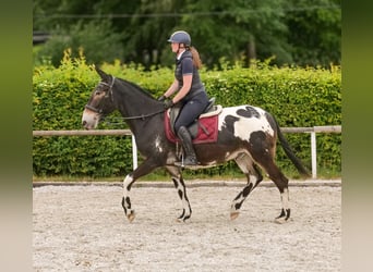 Muł, Wałach, 11 lat, 160 cm, Tarantowata
