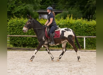 Muł, Wałach, 11 lat, 160 cm, Tarantowata