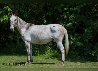 Muł, Wałach, 12 lat, 160 cm, Ciemnokasztanowata