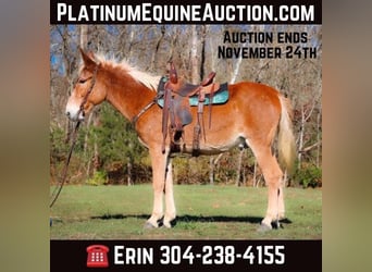 Muł, Wałach, 16 lat, 165 cm, Cisawa