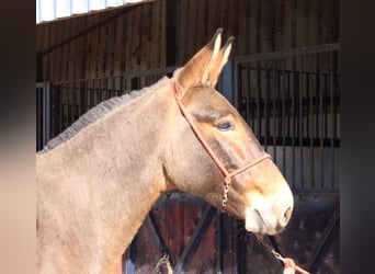 Muł, Wałach, 4 lat, 160 cm, Gniada