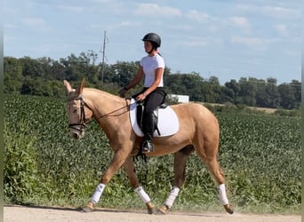 Muł, Wałach, 5 lat, 157 cm, Izabelowata