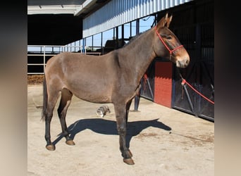 Muł, Wałach, 5 lat, 160 cm, Gniada