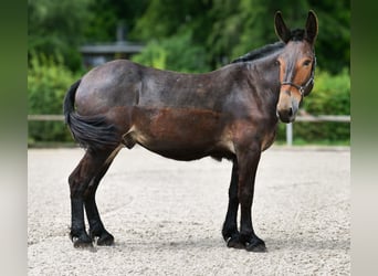 Muł, Wałach, 6 lat, 163 cm, Ciemnogniada