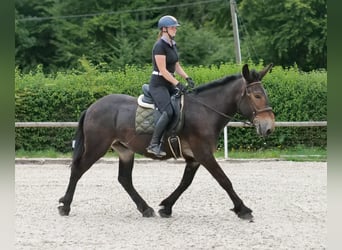 Muł, Wałach, 6 lat, 163 cm, Ciemnogniada
