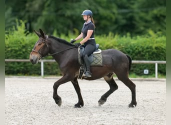 Muł, Wałach, 6 lat, 163 cm, Ciemnogniada