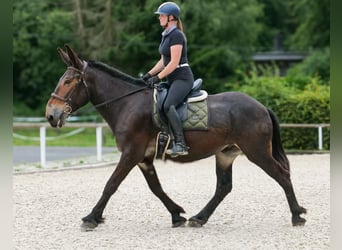 Muł, Wałach, 6 lat, 163 cm, Ciemnogniada