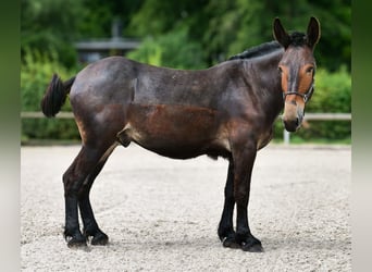 Muł, Wałach, 6 lat, 163 cm, Ciemnogniada